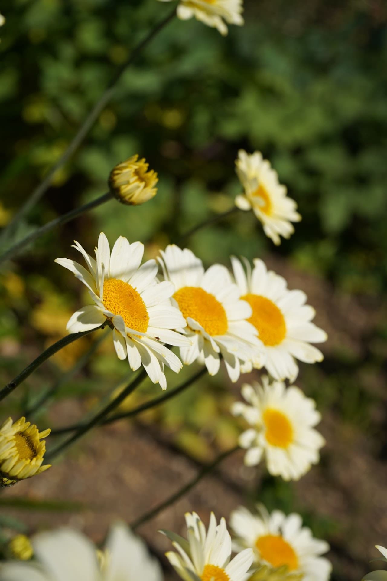 UK portrait frame